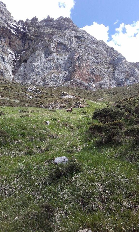 Es fácil avistar rebecos por el entorno en el que discurre el Km Vertical® Fuente Dé.